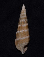 Cerithium novaehollandiae