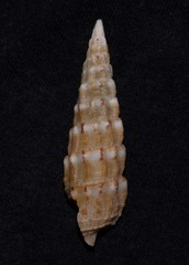 Cerithium novaehollandiae