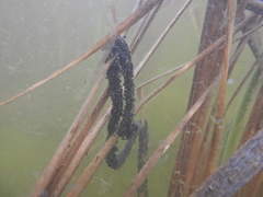 Pelobates fuscus insubricus