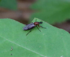 Dilophus tibialis
