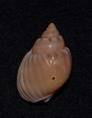 Nassarius coronatus