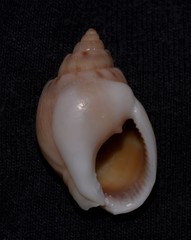 Nassarius coronatus