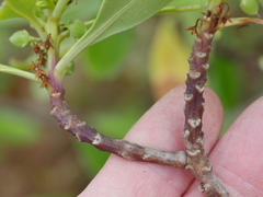 Myoporum aff insulare × laetum