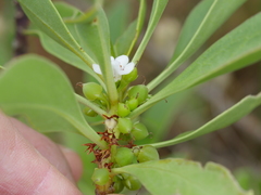 Myoporum aff insulare × laetum