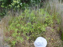 Myoporum aff insulare × laetum