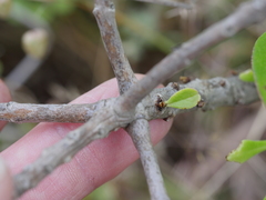 Myoporum aff insulare × laetum