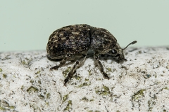 Anthribus nebulosus