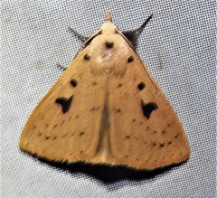 Scolecocampa