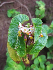 Begonia annobonensis