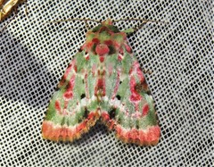Chytonix splendens