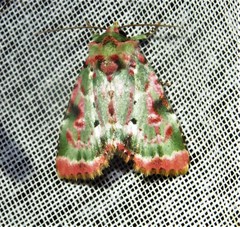 Chytonix splendens