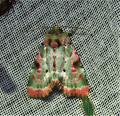 Chytonix splendens