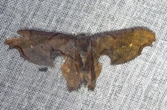 Calledapteryx dryopterata