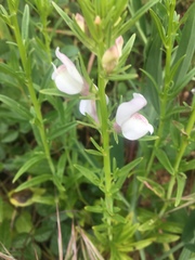 Misopates