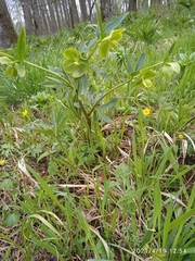 Helleborus viridis viridis