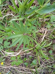 Helleborus viridis viridis