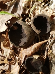 Urnula