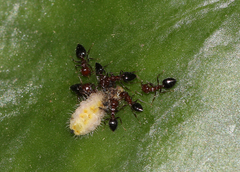 Talicada nyseus nyseus