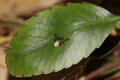 Talicada nyseus nyseus