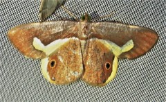 Opisthoxia