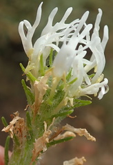 Dischisma spicatum