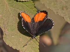 Talicada nyseus nyseus