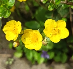 Waldsteinia