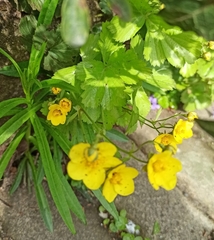 Waldsteinia