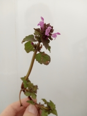 Lamium purpureum