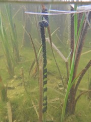 Pelobates fuscus insubricus