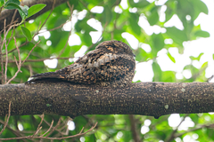 Caprimulgus jotaka