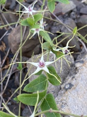 Oxypetalum mosenii