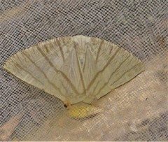 Brachurapteryx tesserata