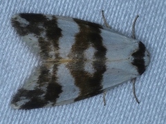 Thallarcha albicollis