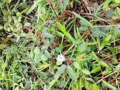 Mimosa pudica