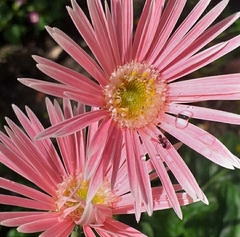 Asteraceae