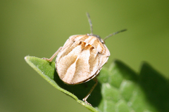 Homaemus parvulus