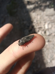 Ocypetes crassicollis
