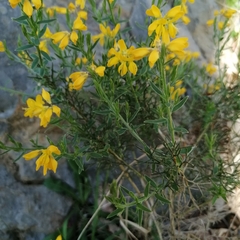 Genista hispanica