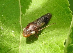 Homalodisca ichthyocephala