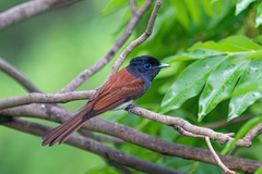 Japanese Paradise-Flycatcher photo 4
