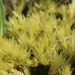 Aulacomnium palustre - Photo HermannSchachner, sin restricciones conocidas de derechos (dominio publico)