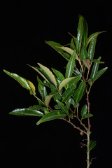 Zanthoxylum wutaiense