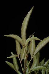 Zanthoxylum wutaiense