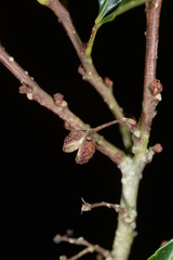 Zanthoxylum wutaiense