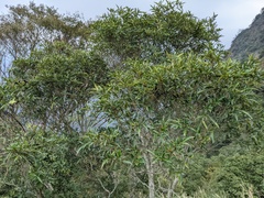Zanthoxylum wutaiense