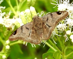 Arteurotia tractipennis