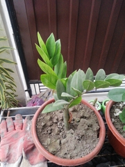 Zamioculcas zamiifolia