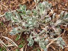 Tephroseris kirilowii