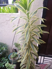 Dracaena reflexa